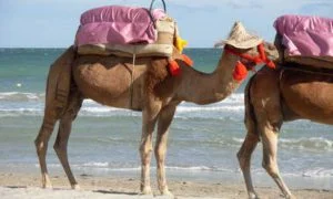 Chameau ou dromadaire ?