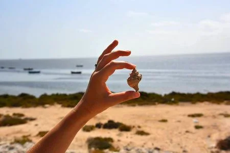 Meninx Djerba (Tunisie): cité de la pourpre. Escargot Murex