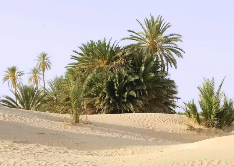 Réservation en ligne excursion depuis Djerba désert Sahara 2 jours oasis ksar ghilane